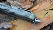 Выкидной нож Microtech Combat Troodon camouflage в Мариуполе
