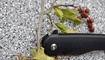 Нож Kizer V3454A1 Flashbang8