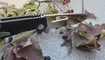Нож Kizer V4461A1 Kesmec9