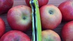 Нож Y-START JIN02 fruit green5