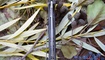 Нож Bestech Knives Scimitar в Полтаве