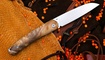 Petrified Fish Patte White Burl Wood